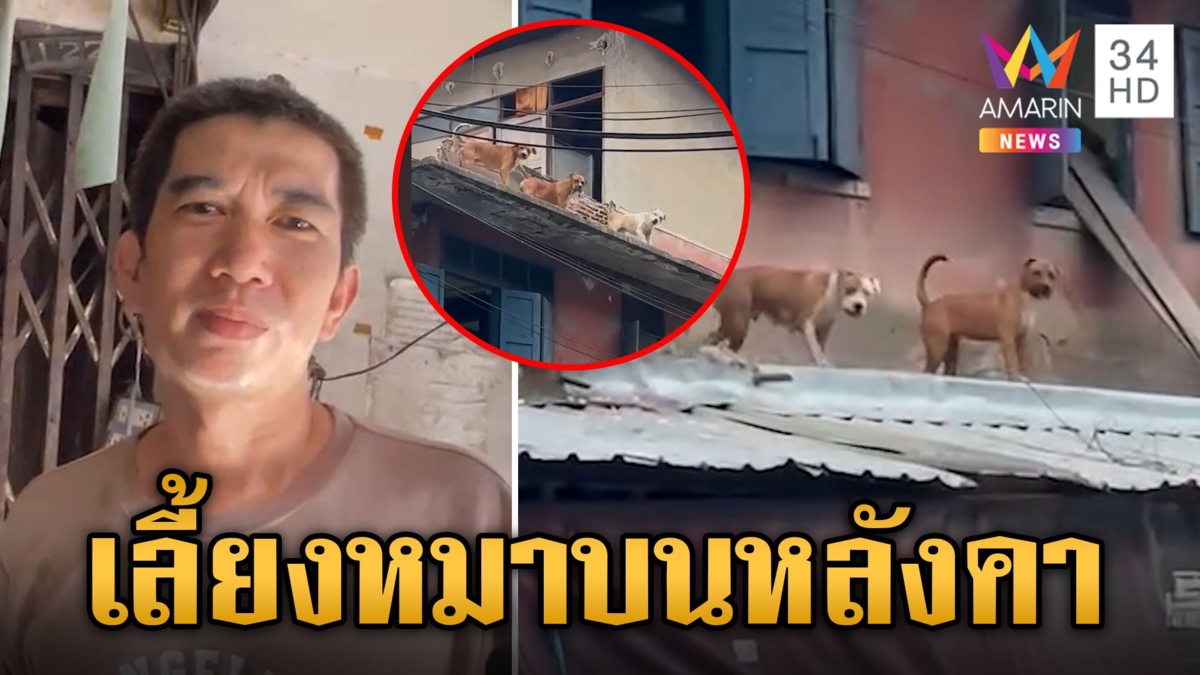 สุดจะทน! หนุ่มเลี้ยงพิตบุลล์บนหลังคาไล่กัดแมว เจ้าของลั่นแค่กัดตายปีละตัว