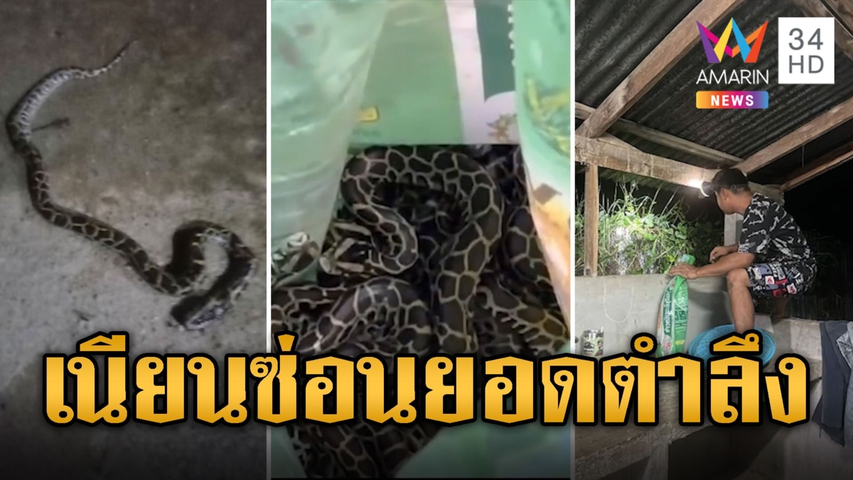 ขนหัวลุก! ลูกงูหลาม 13 ตัวบุกบ้าน ซ่อนตรงยอดตำลึง