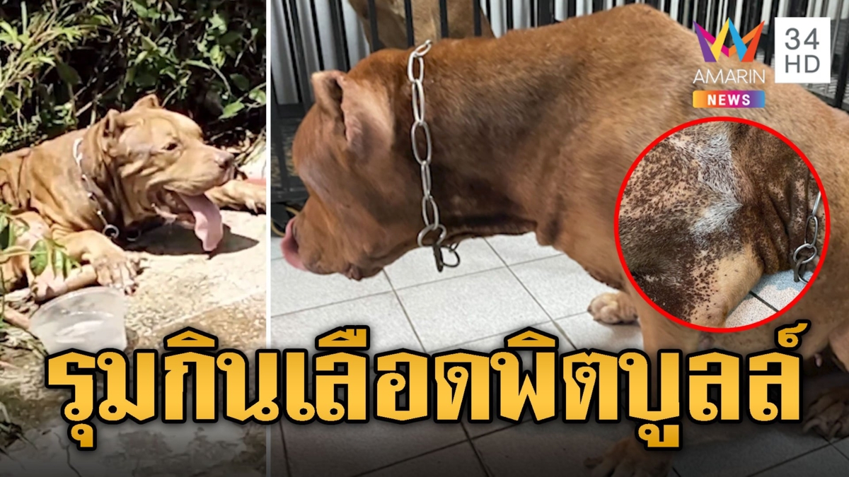 คันหัวยิบๆ รุดช่วย 'พิตบูลล์' ถูกทิ้งเห็บหมัดรุมกินเลือด