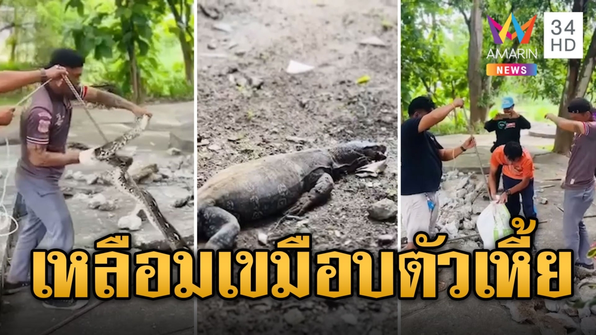 งูเหลือมโหด ลากตัวเหี้ยเขมือบใต้โพรงพื้นปูน