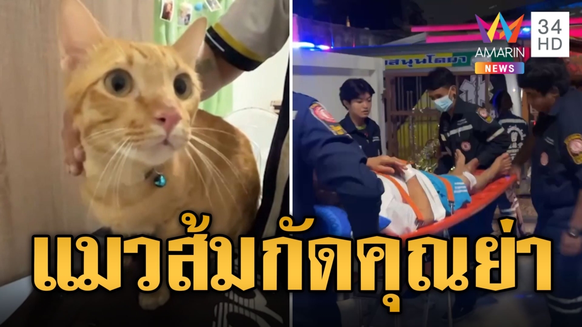 แมวส้มเกรี้ยวกราด กระโดดกัดคุณย่าเลือดสาด