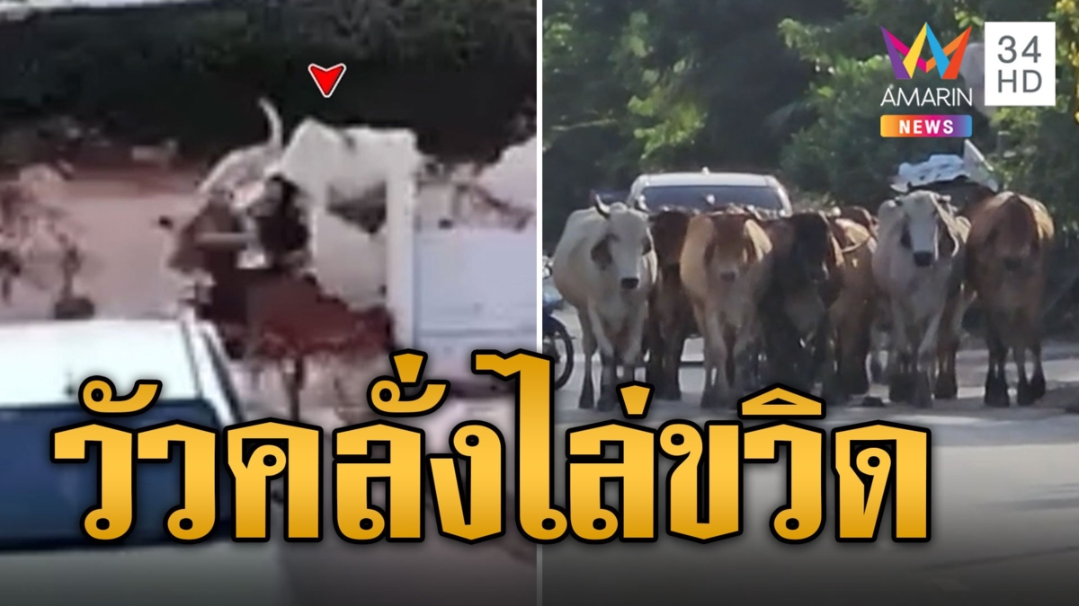 แม่วัวคลั่ง! แค้นโดนตี ไล่ขวิดเจ้าของ คน-หมาวิ่งหนีตายระทึก
