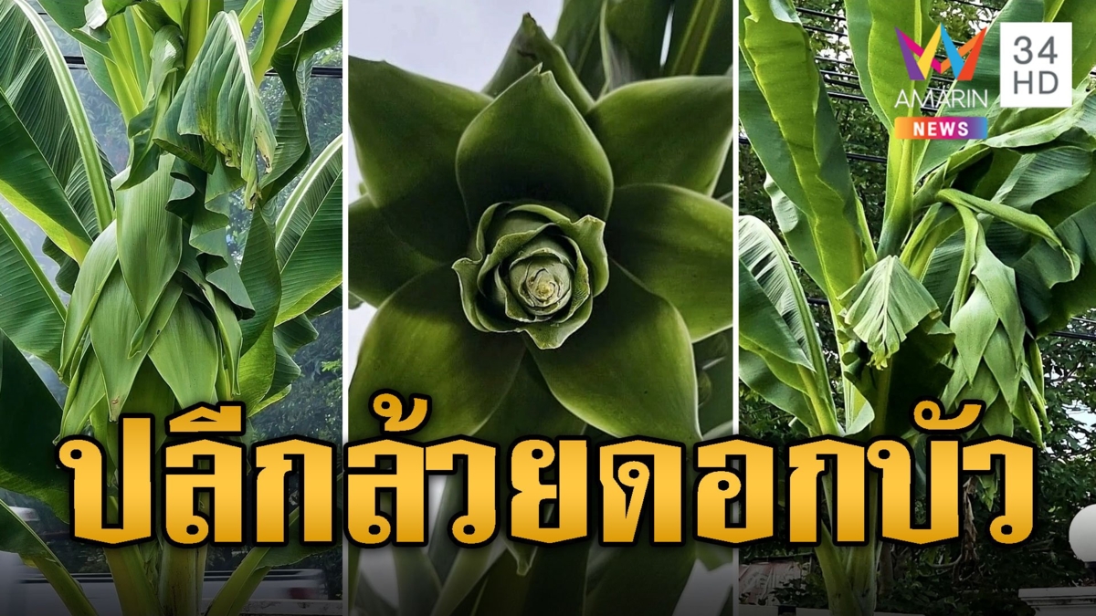 ตื่นตา! ปลีกล้วยสุดแปลก คล้ายดอกบัวสีเขียว