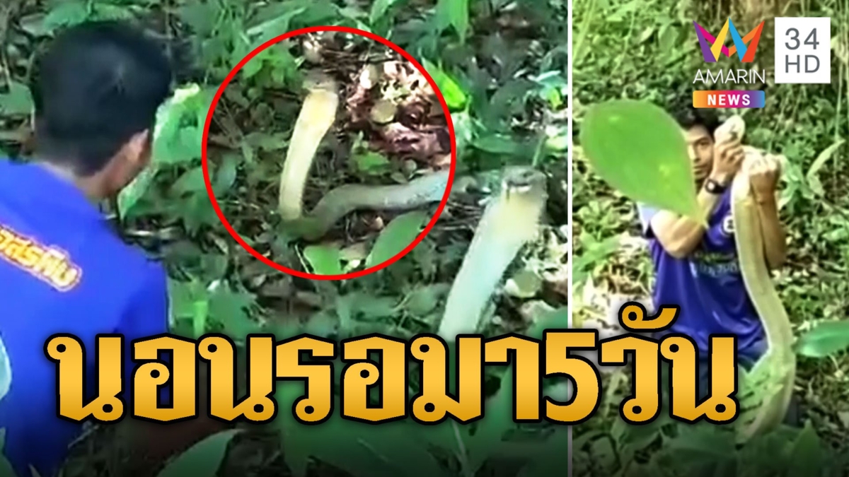 ชาวบ้านผวา จงอางยักษ์ นอนในสวนยาง 5 วันไม่ยอมไปไหน