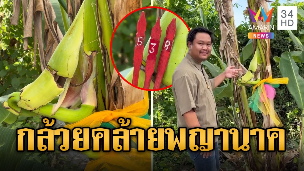 กล้วยแปลกออกกลางลำต้น ขดคล้ายพญานาค