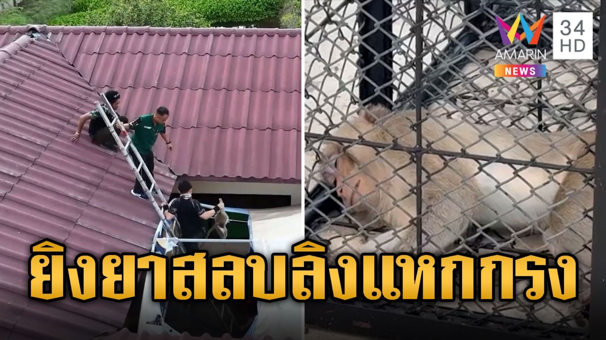 รวบแล้ว เจ้าเด่น ลิงแหกกรงโดนจับหมดสภาพ
