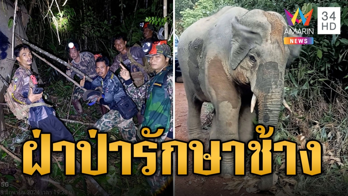 เจ้าหน้าที่ฝ่าป่า รักษา 3 ช้างบาดเจ็บ
