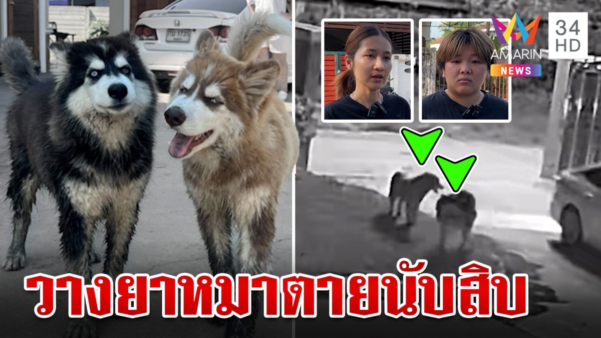 สะเทือนใจ หมาถูกคนไม่หวังดีวางยาตายนับ 10 วอนล่าตัวมารับกรรม
