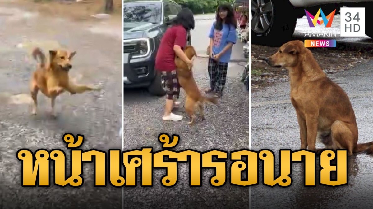 น้ำตาซึม! น้องหมาตกรถ ตากฝนหน้าเศร้ารอเจ้าของ