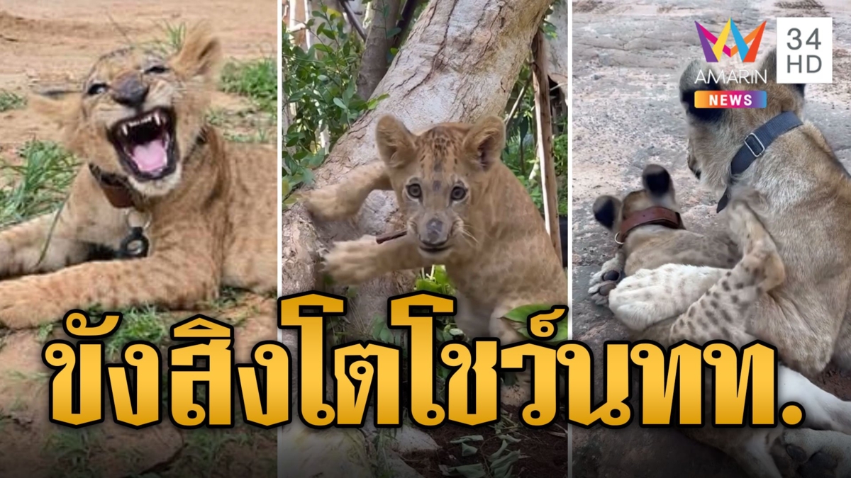 ดราม่าคาเฟ่ดัง ขังสิงโตเลี้ยงโชว์ นทท.
