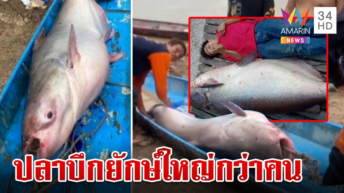 ตะลึง! ปลาบึกยักษ์โผล่อ่างเก็บน้ำ หนัก 200 กิโลฯ ใช้ 5 คนหามกลับบ้าน