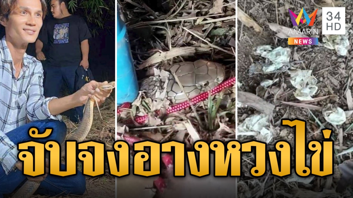 นาทีหมองูลุยจับ จงอางหวงไข่ถึงรัง สู้กันจนไข่แตก