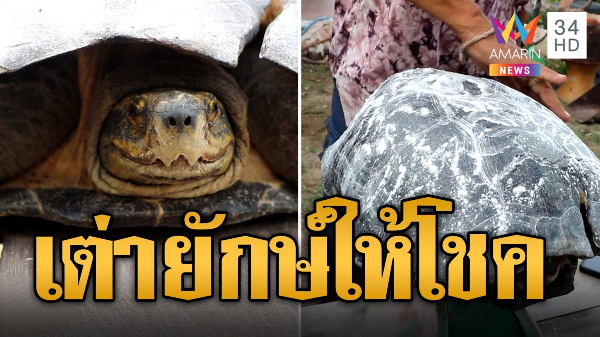 ฮือฮา เต่ายักษ์ เดินเข้าบ้านเชื่อมาให้โชคใหญ่