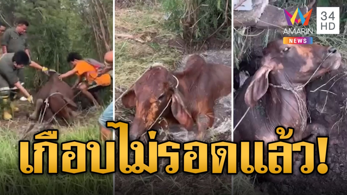 รอดตายแล้ว! ชาวบ้านรวมพลังช่วย แม่วัว หนักหว่า 300 กก.ตกบ่อลึก 2 ม.