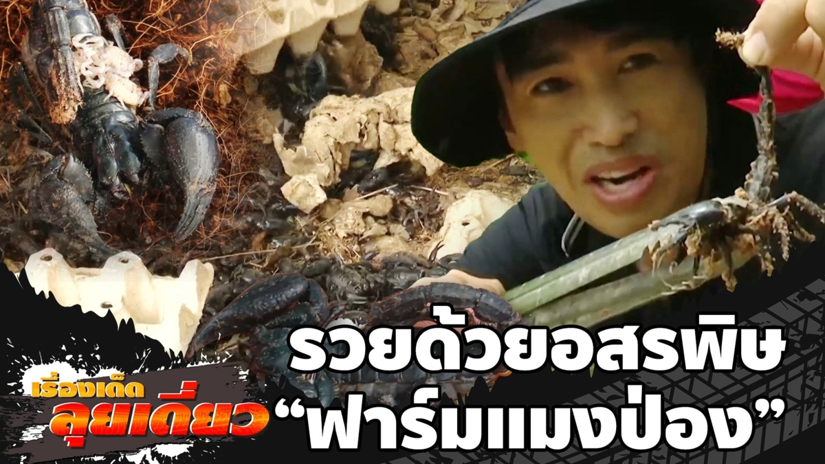 เรื่องเด็ดลุยเดี่ยว | รวยด้วยอสรพิษ "ฟาร์มแมงป่อง" จ.มหาสารคาม