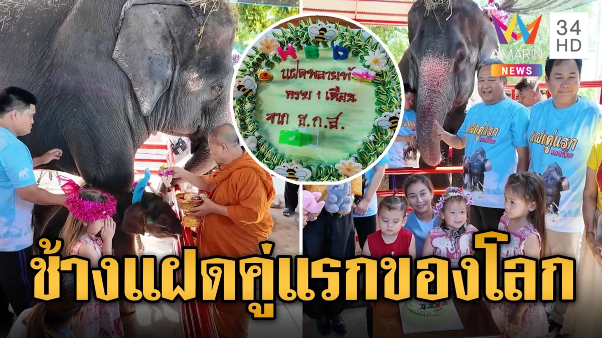คู่แรกของโลก ลูกช้างฝาแฝดต่างเพศ ทำบุญอายุครบ 1 เดือน