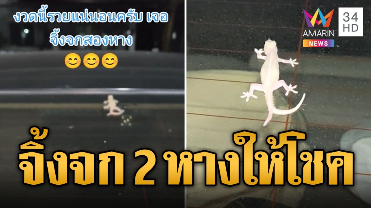 หาดูยาก! จิ้งจก 2 หางโผล่เกาะรถ เชื่อมาให้โชค