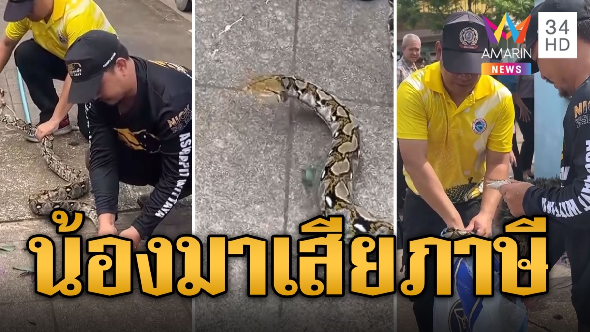 ล้วงระทึก! งูเหลือมบุกสรรพากร คนแห่แซวน้องมาเสียภาษี