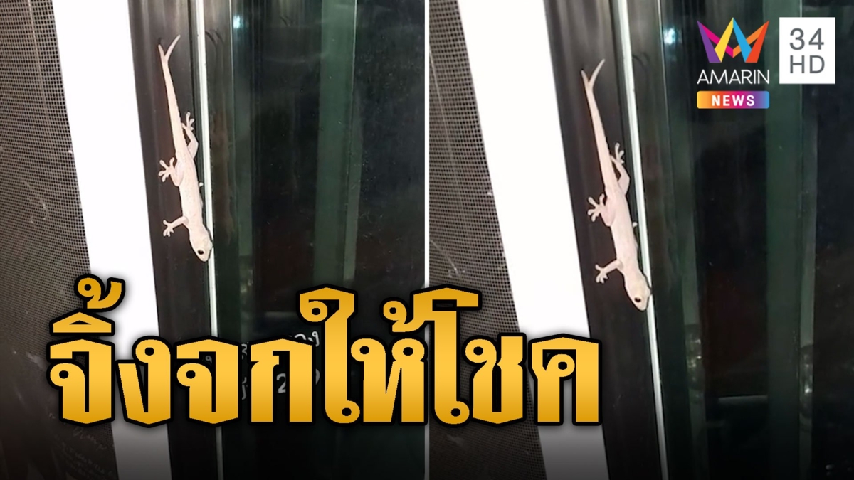 ฮือทั้งบ้าน จิ้งจกสองหาง มาเยือนเชื่อมาให้โชคใหญ่
