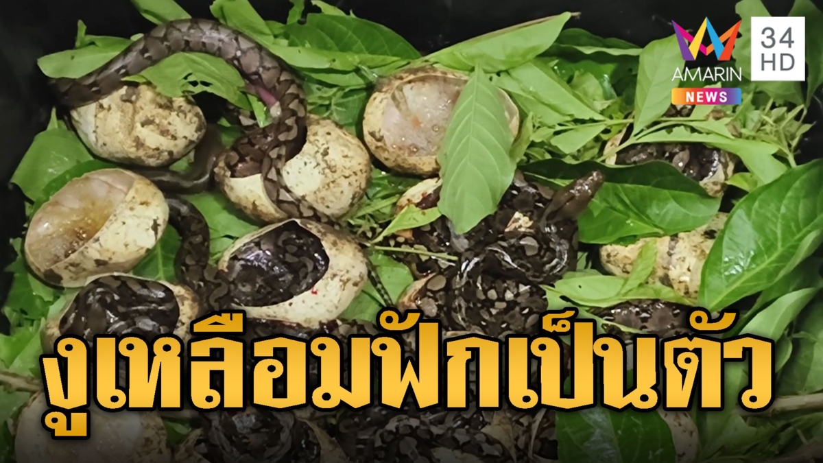 กู้ภัยจับงูเหลือมหวงไข่ นับได้ 20 ฟองพร้อมฟักเป็นตัว