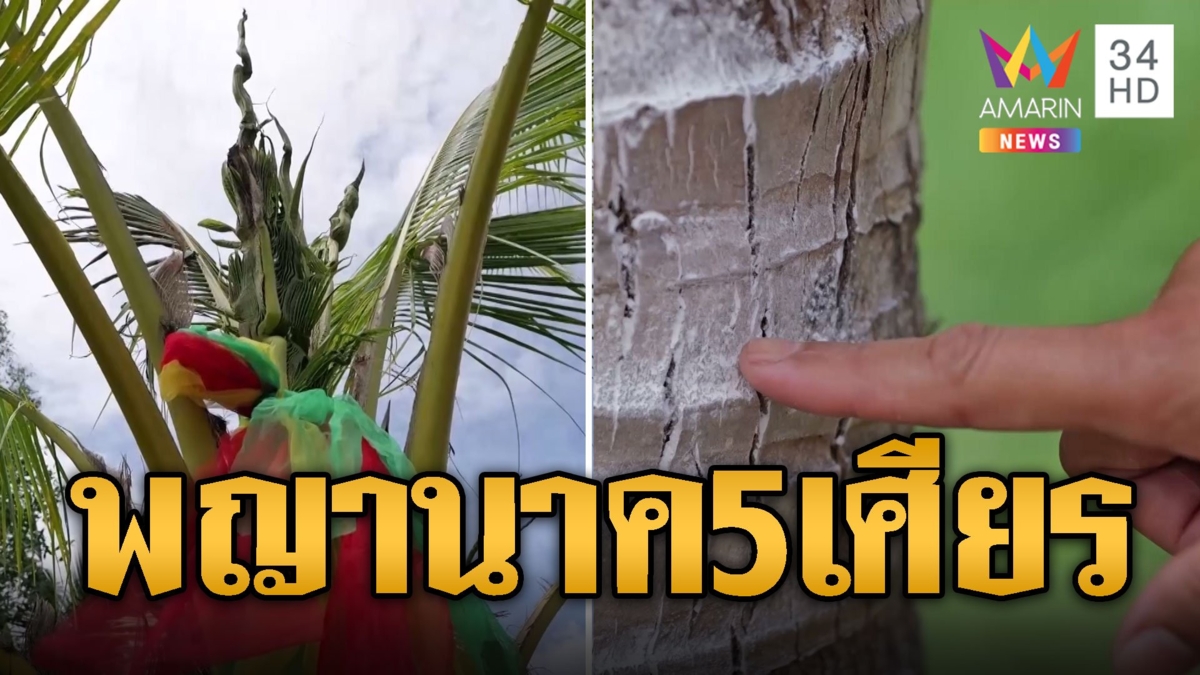 ฮือฮา ต้นมะพร้าวแปลก แตกยอดคล้ายพญานาค 5 เศียร