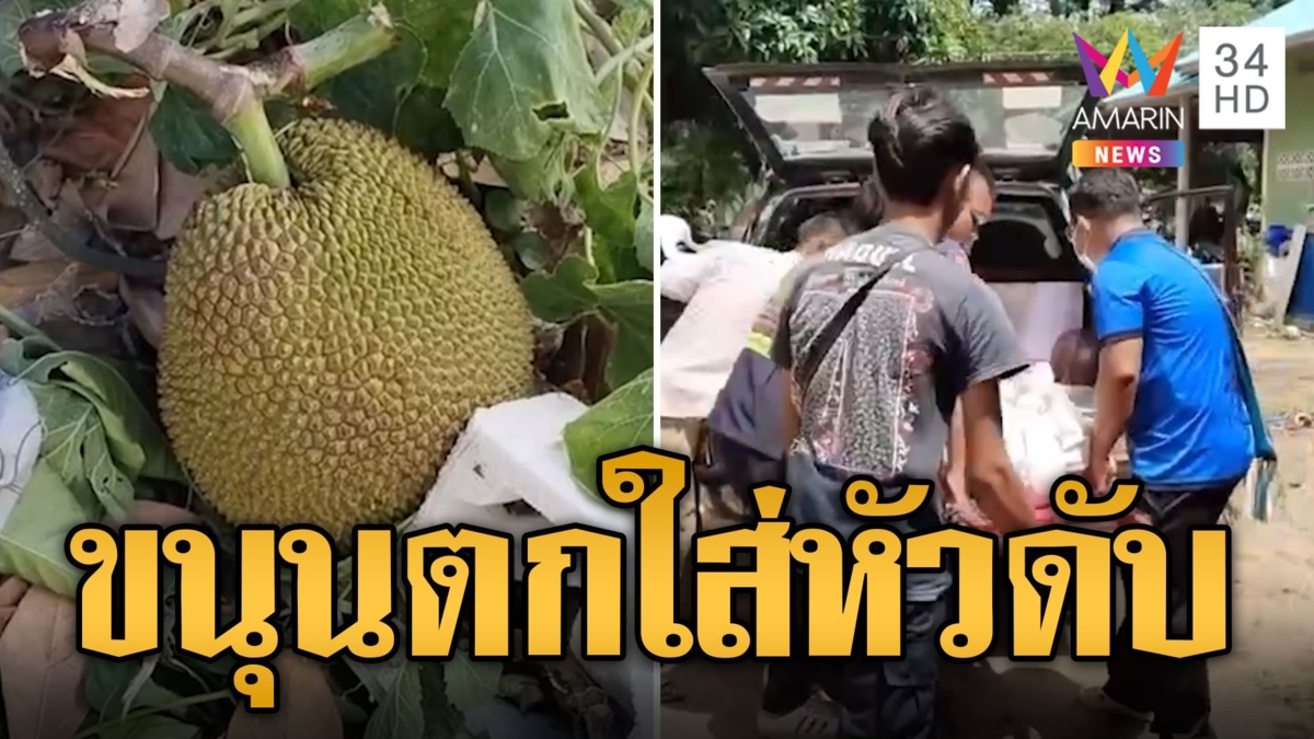 ดวงถึงฆาต! คุณตาสอยขนุนตกใส่หัวดับคาที่