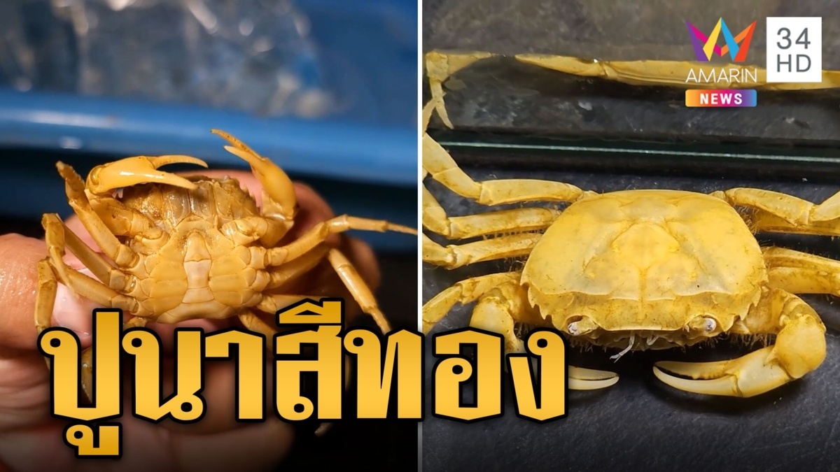 สุดแปลก! ปูนาสีทอง มีตัวเลขโผล่บนกระดอง