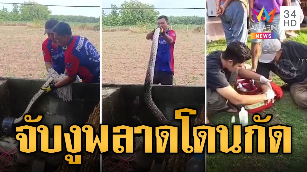 งูใหญ่เข้าบ้าน! หนุ่มโชว์จับงูมือเปล่า พลาดโดนกัด