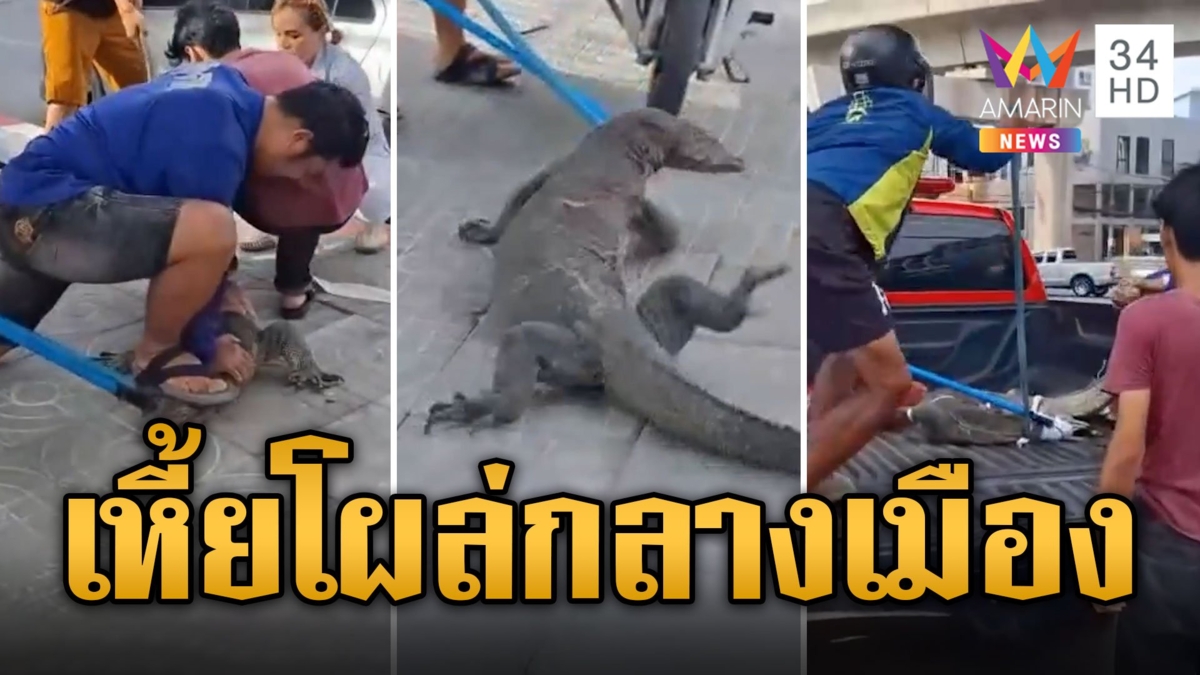 ชาวปากน้ำแตกตื่น เหี้ยยักษ์ โผล่กลางเมือง