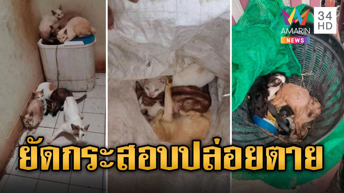 ทาสแมวใจร้าว! คนใจร้ายจับแมว 20 ตัวยัดกระสอบมัดถุงตาย 3