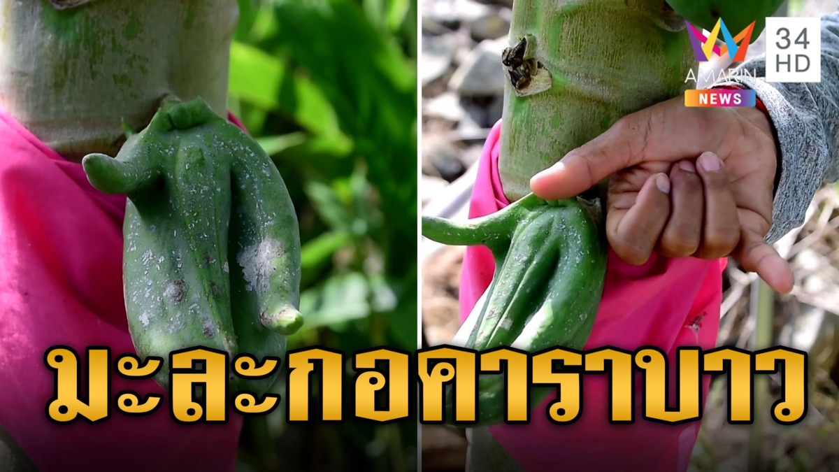 ฮือฮา! มะละกอแปลก คล้ายคนทำมือคาราบาว