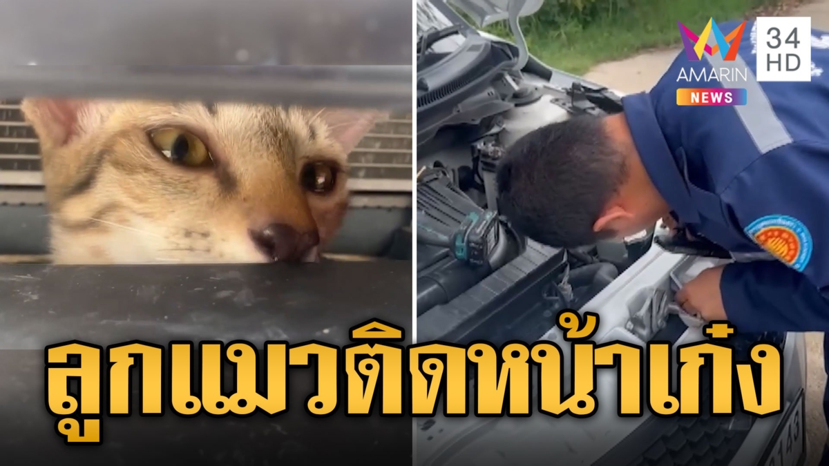 ซนจนได้เรื่อง! ลูกแมวติดกระจังหน้าเก๋ง พี่กู้ภัยช่วยชีวิตน้องปลอดภัย