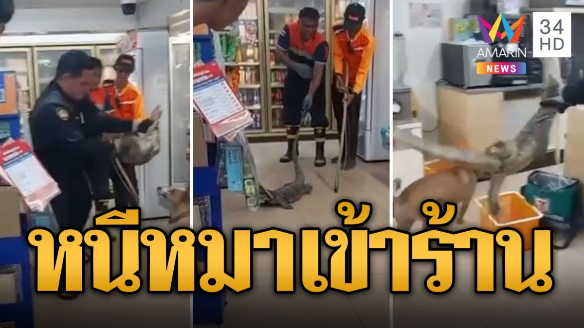 แตกตื่น! ตัวเงินตัวทองหนีหมาไล่เข้าร้านสะดวกซื้อ พนักงานกระเจิง