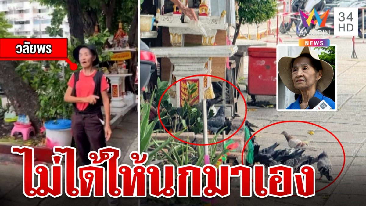 มนุษย์ป้าปัดให้อาหารนกพิราบ อ้างนำข้าวถวายนางฟ้าที่ให้โชค