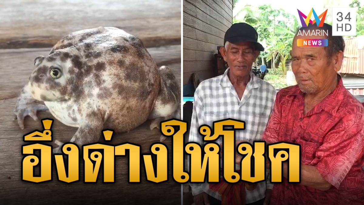 สุดแปลก! ชาวบ้านเจอ "อึ่งด่าง" แห่ลูบท้องส่องหาเลขเด็ด
