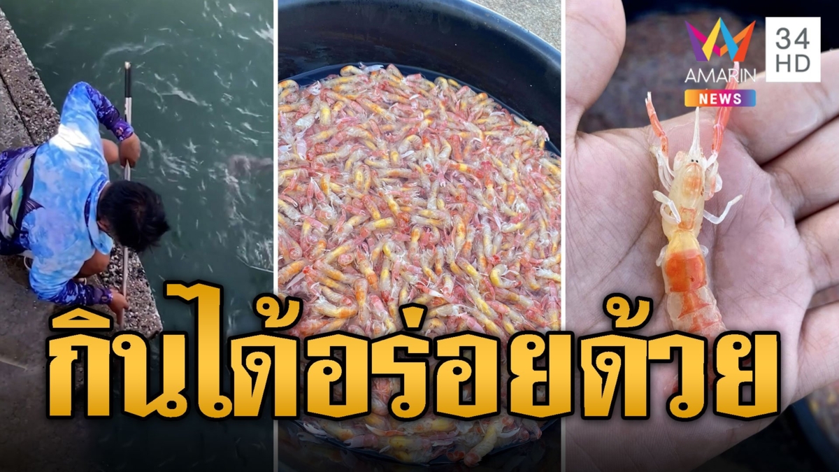 ปรากฏการณ์แปลก! กั้งหางแดง โผล่ทะเลบางแสน