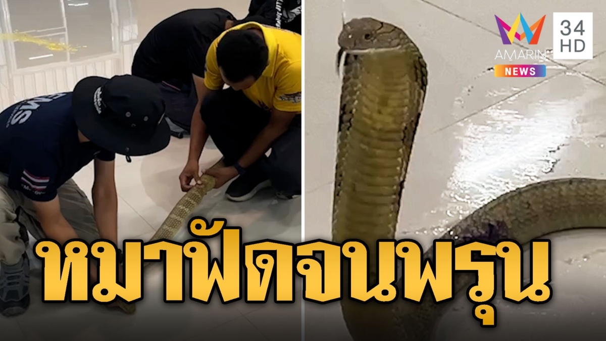 บองหลาสิ้นท่า ถูกหมาเจ้าถิ่นฟัดจนร่างพรุน กู้ภัยช่วยจับทำแผล