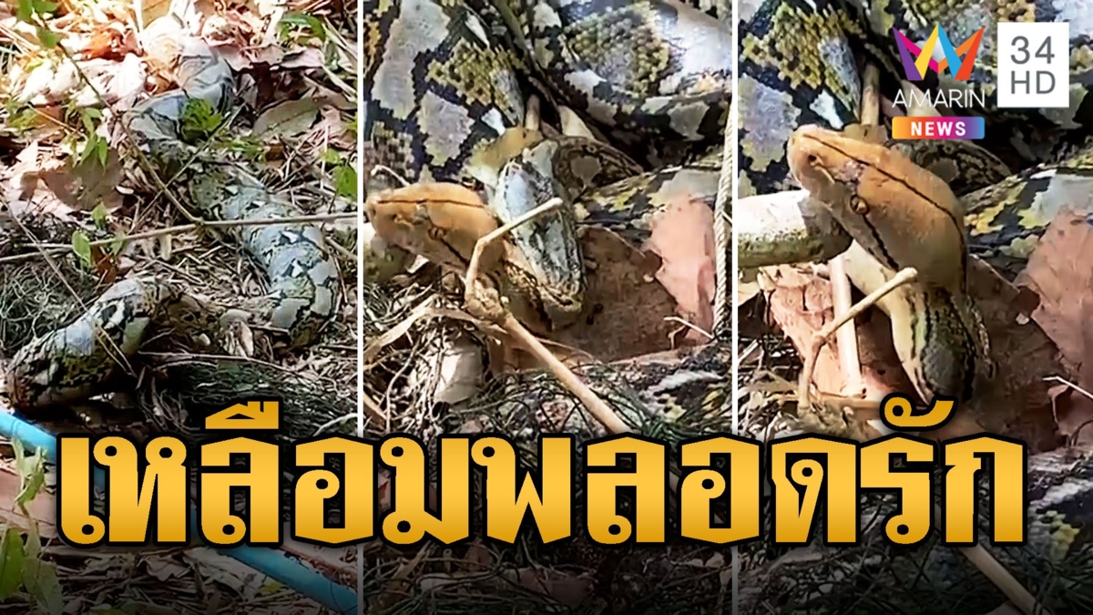 ผงะ! เหลือม 3 เมตร พลอดรักกันรุนแรงติดตาข่าย