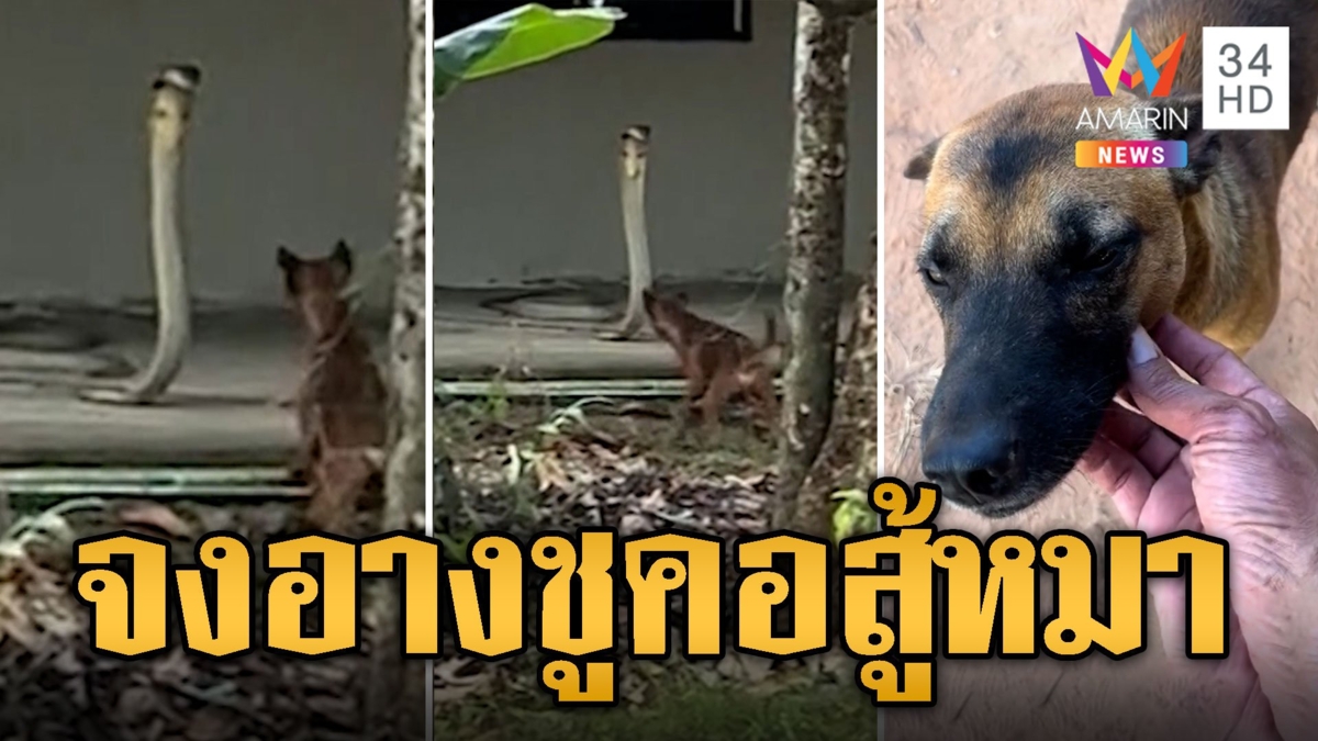 สู้กันสุดฤทธิ์! จงอางชูคอสูงเท่าต้นกล้วย ขู่หมาเห่าไล่ไม่ให้เข้าบ้าน