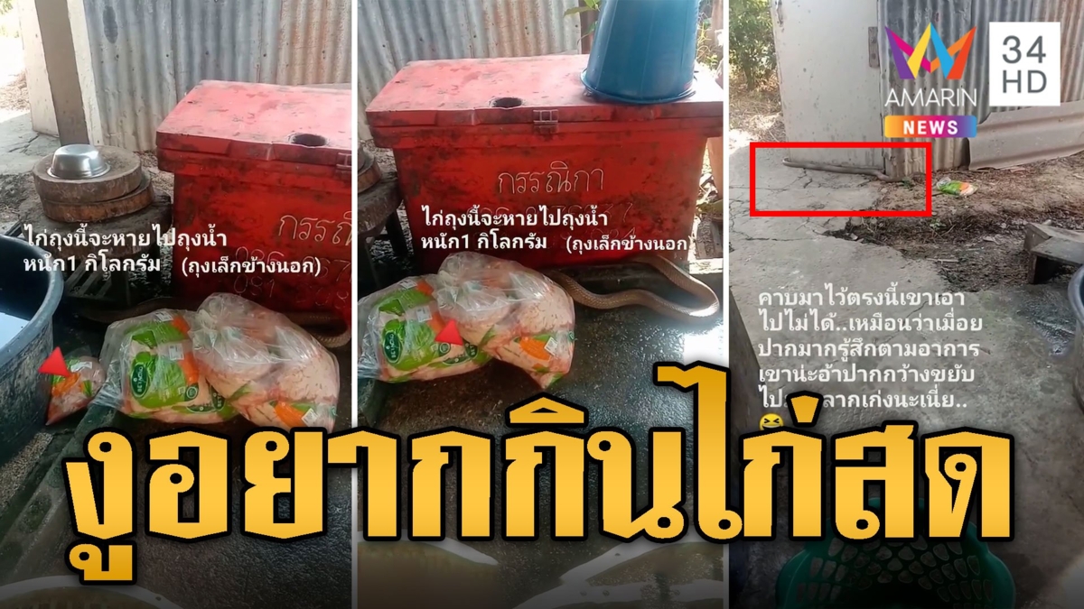 คิดการใหญ่ใจต้องนิ่ง! งูอยากกินไก่สดลากไปทั้งถุง เขมือบวืดตกใจเลื้อยหนี