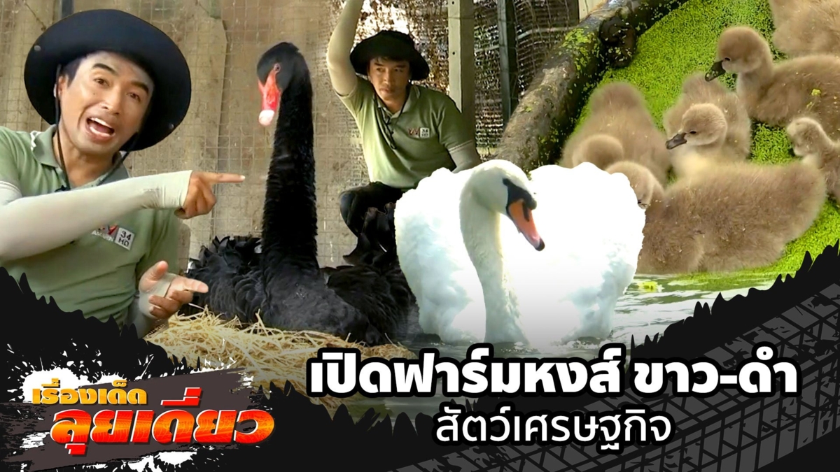 เรื่องเด็ดลุยเดี่ยว | เปิดฟาร์มหงส์ ขาว-ดำ สัตว์เศรษฐกิจ จ.เพชรบุรี