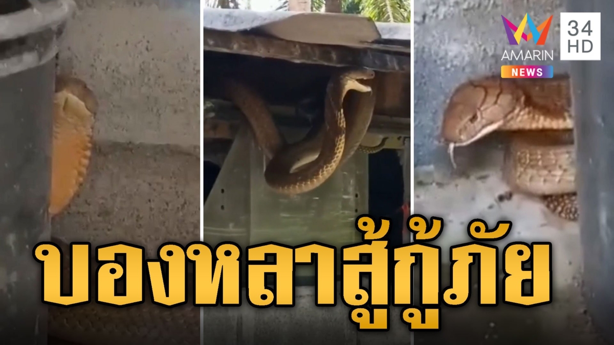 สะพรึง! บองหลา 3 เมตร ซุกห้องน้ำ ชูคอแลบลิ้นสู้กู้ภัย
