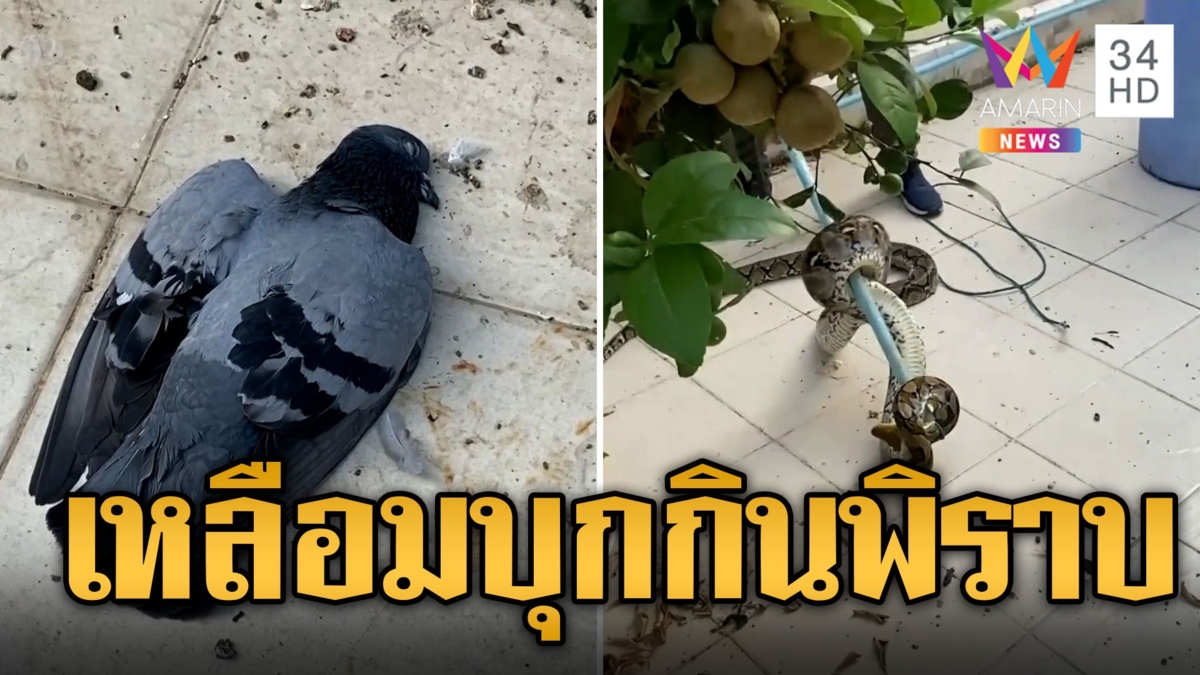 นกพิราบชะตาขาด เหลือม 4 เมตรบุกกินกลางบ้าน