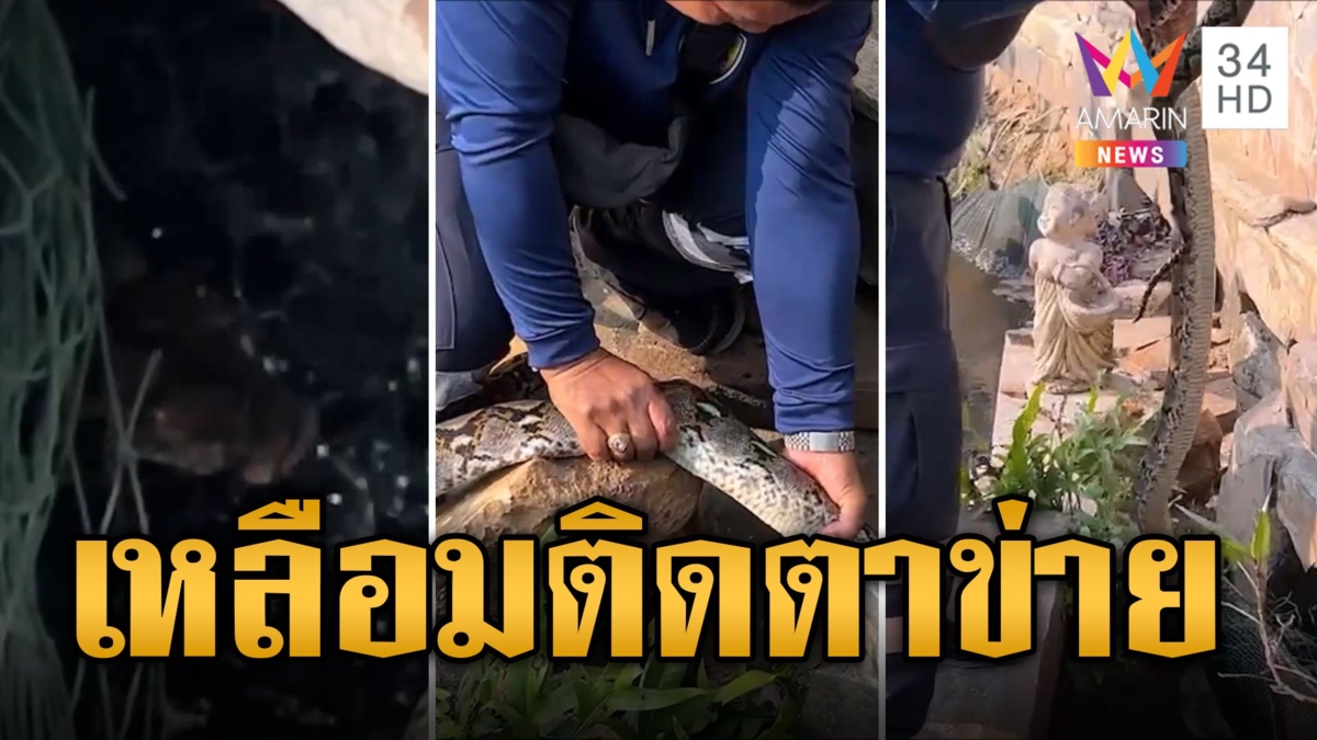 กู้ภัยช่วยวุ่น! งูเหลือมบุกกินปลา เลื้อยติดตาข่าย