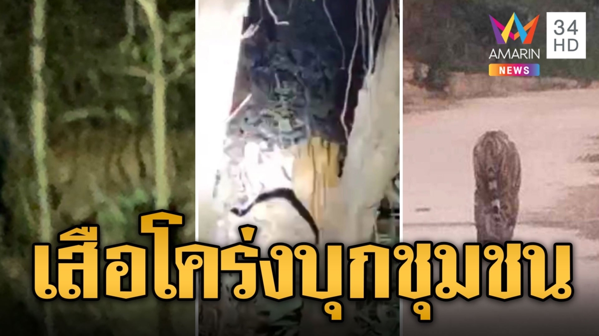แตกตื่น! เสือโคร่งผอมโซโผล่หมู่บ้านคลองลาน เจ้าหน้าที่เร่งตามจับ