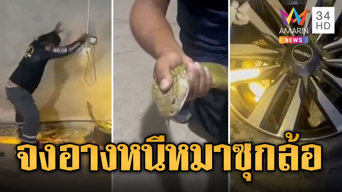 ทีมอรสรพิษสยบจงอางตัวใหญ่ หนีหมาซุกล้อรถ ชูคอจ้องตาสู้