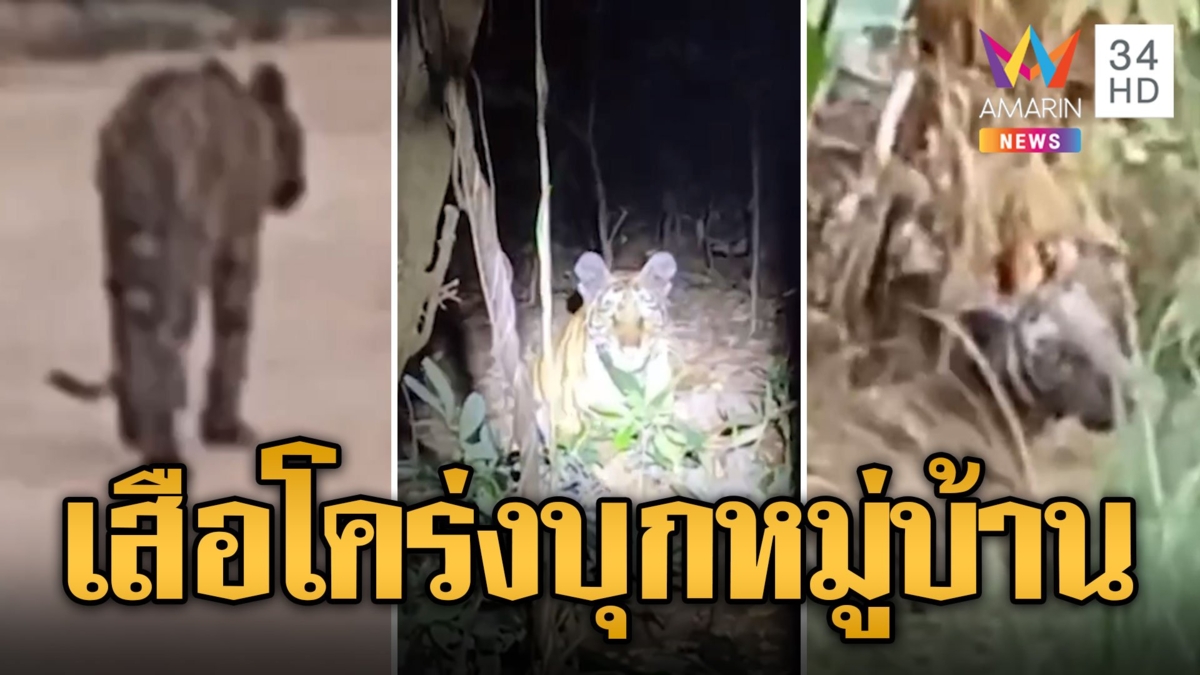 ผวาทั้งหมู่บ้าน! เสือโคร่งหลุดออกจากป่า ผอมโซเดินหาอาหารกิน