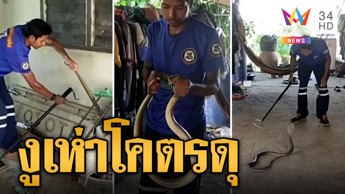 งูเห่าโคตรดุ แผ่แม่เบี้ยพุ่งตัวฉกสู้กู้ภัย