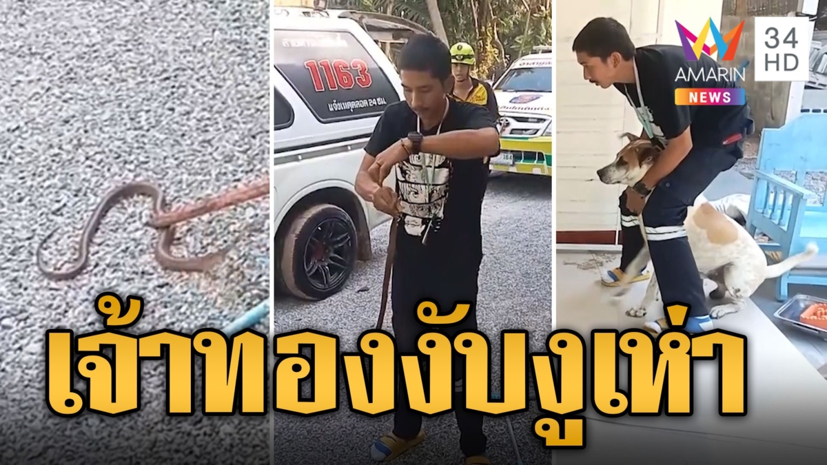เจ้าทองใจร่มๆ ห้ามกันวุ่นจะเข้างับงูเห่า