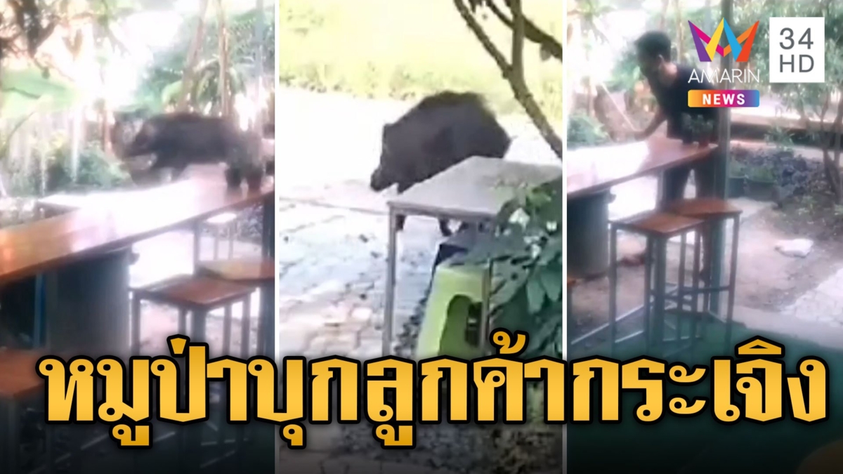 หมูป่าบุกคาเฟ่! ขวิดของกระจาย ลูกค้ากระเจิง